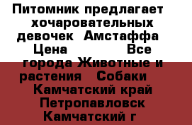 Питомник предлагает 2-хочаровательных девочек  Амстаффа › Цена ­ 25 000 - Все города Животные и растения » Собаки   . Камчатский край,Петропавловск-Камчатский г.